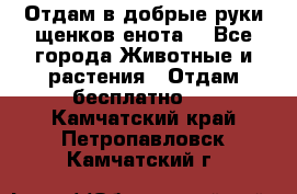 Отдам в добрые руки щенков енота. - Все города Животные и растения » Отдам бесплатно   . Камчатский край,Петропавловск-Камчатский г.